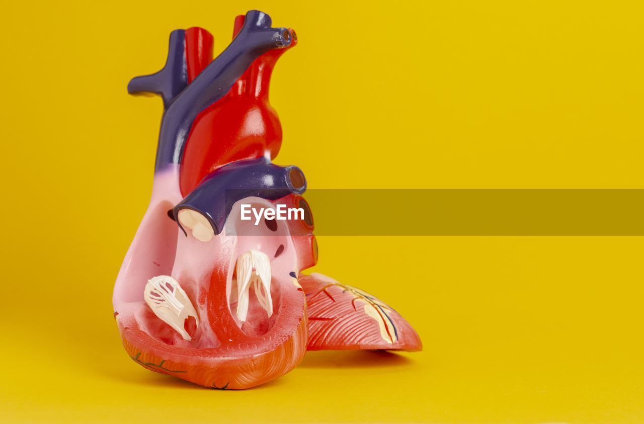Close-up of anatomical model against yellow background