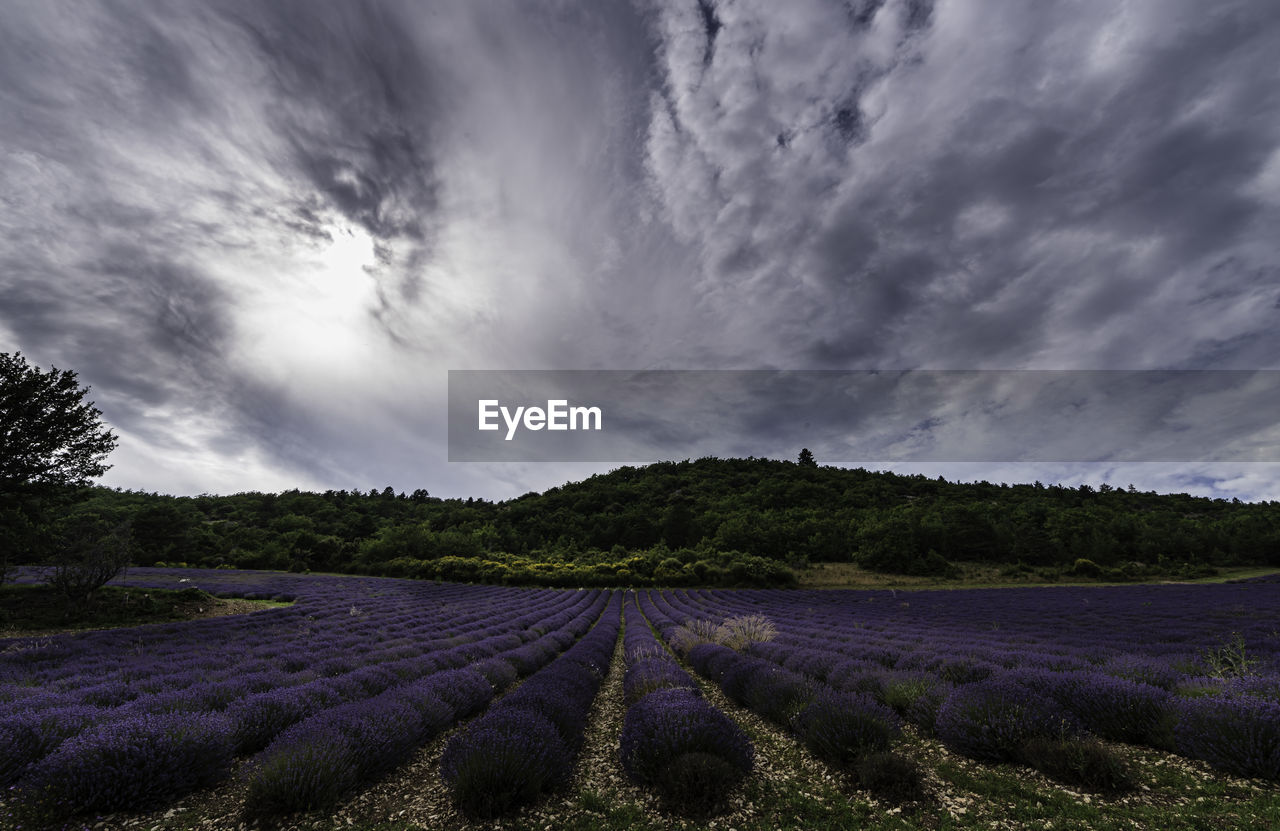 Scenic view of field against cloudy sky