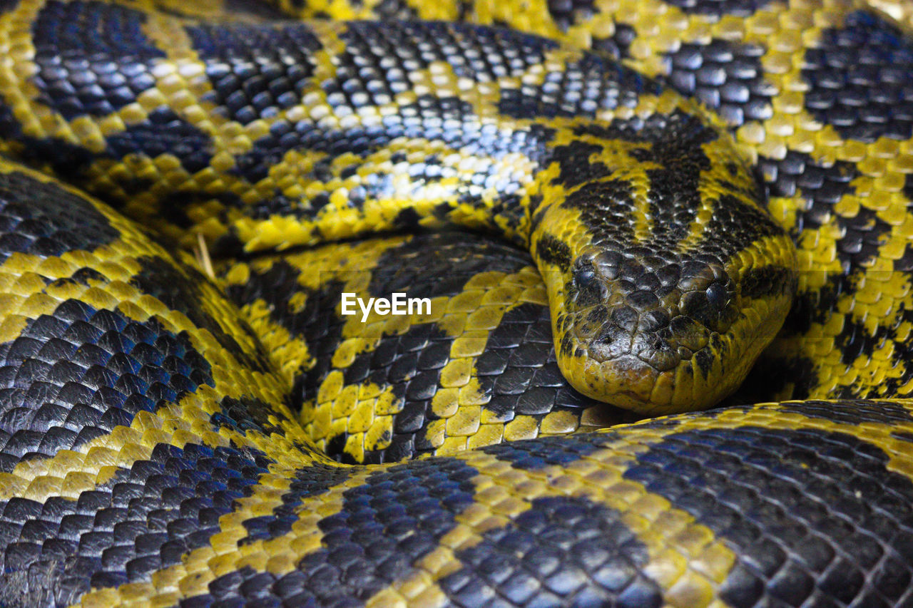 Large patterned curling burmese python snake full frame looking