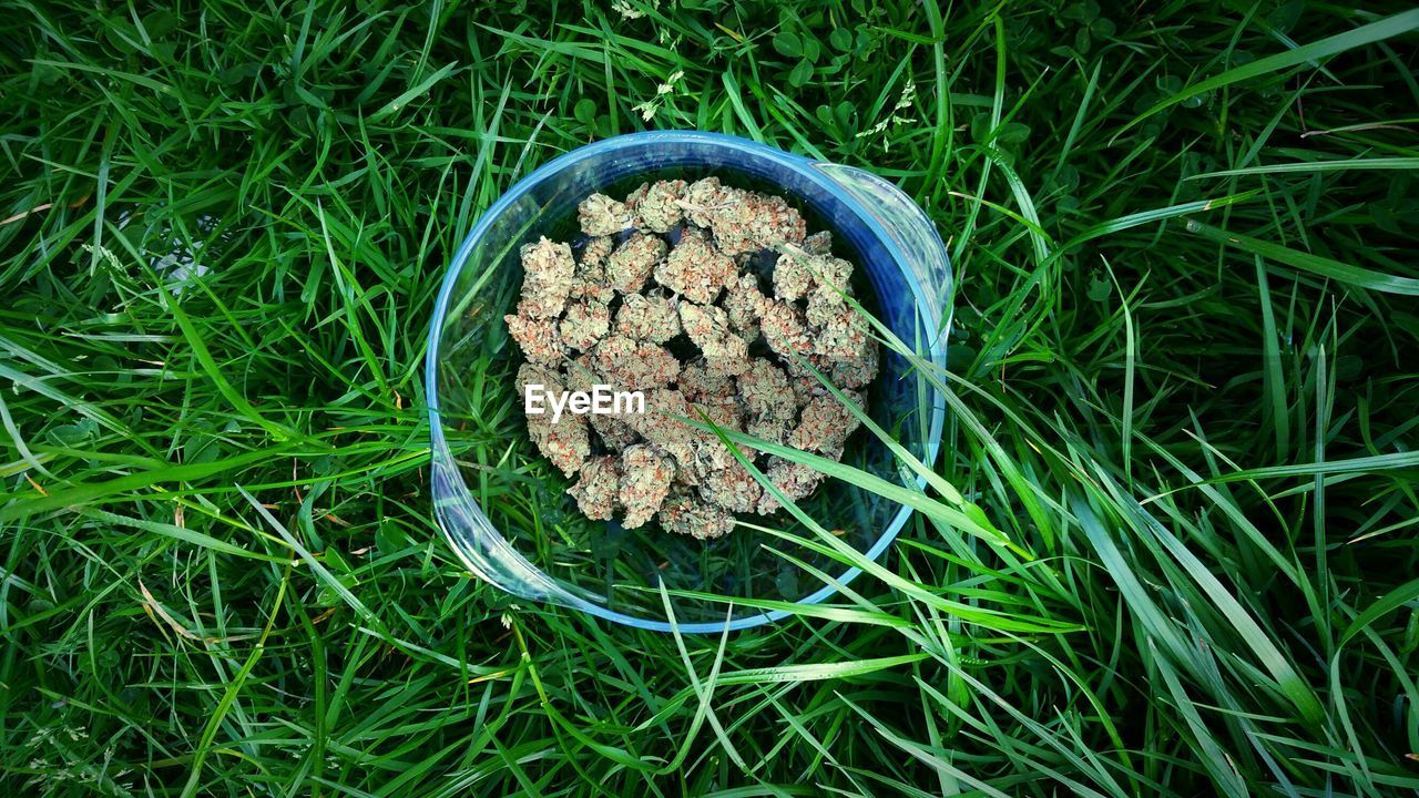 High angle view of cannabis in bowl on grass