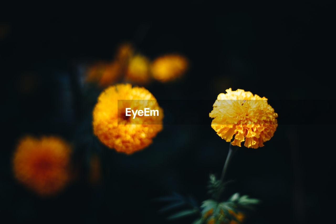 Close-up of yellow marigold flower against black background