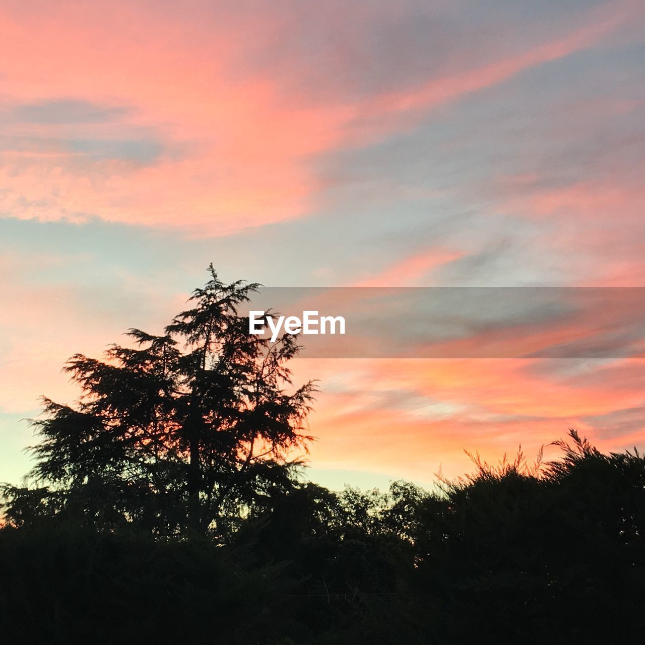 LOW ANGLE VIEW OF SILHOUETTE TREES AGAINST SKY DURING SUNSET