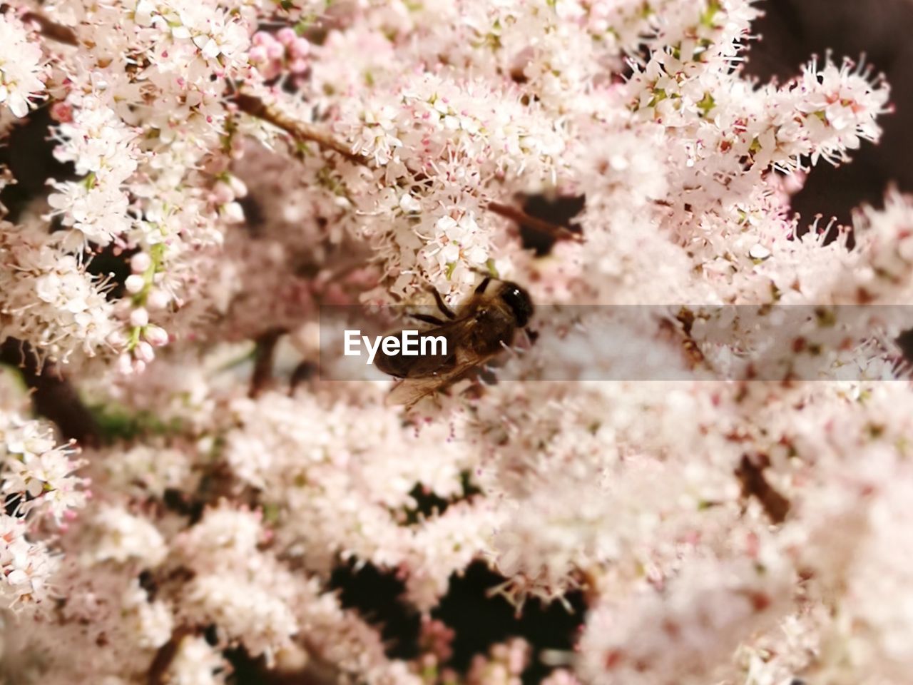 CLOSE-UP OF INSECT ON CHERRY BLOSSOMS