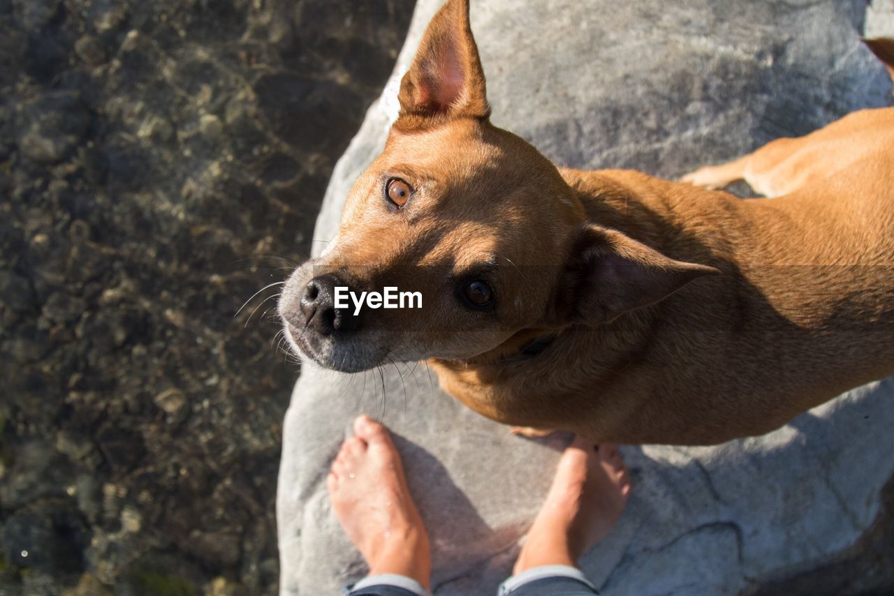 CLOSE-UP OF DOG HOLDING HAND