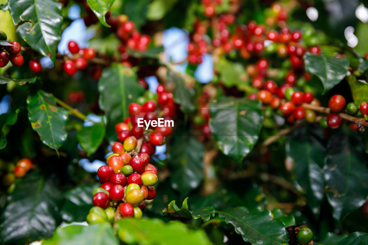 Red cherry coffee beans organic  of coffee plant before harvesting at chiang rai thailand