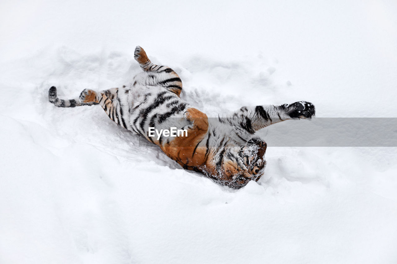 Tiger lying on snow covered field