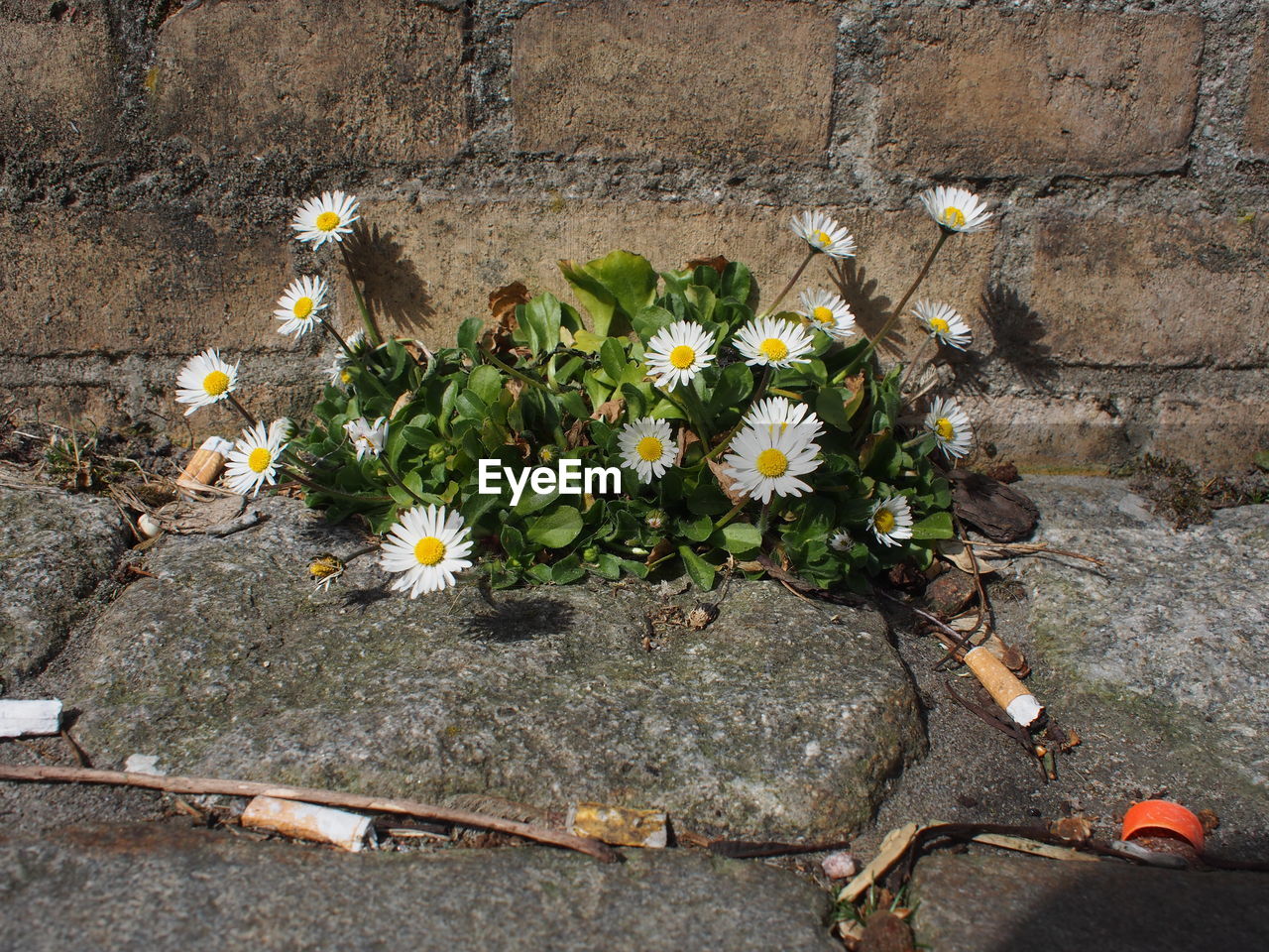 HIGH ANGLE VIEW OF FLOWERING PLANT IN WALL