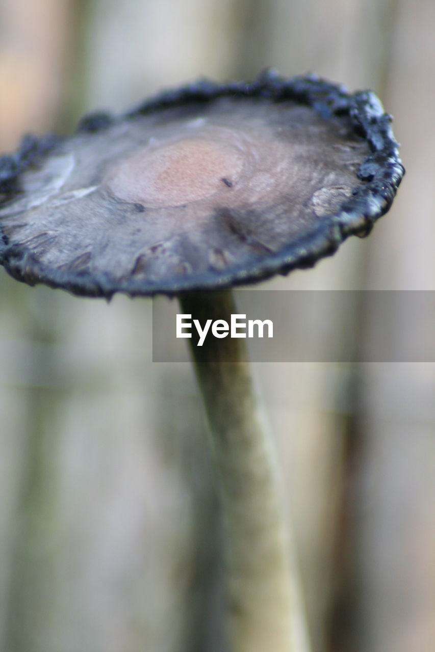 Close-up of mushroom growing on field