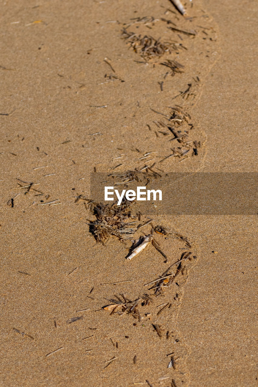 land, sand, beach, footprint, soil, nature, print, track - imprint, no people, animal track, high angle view, day, paw print, animal, outdoors, brown, mystery, tranquility, animal themes, pattern, sunlight, wet, floor