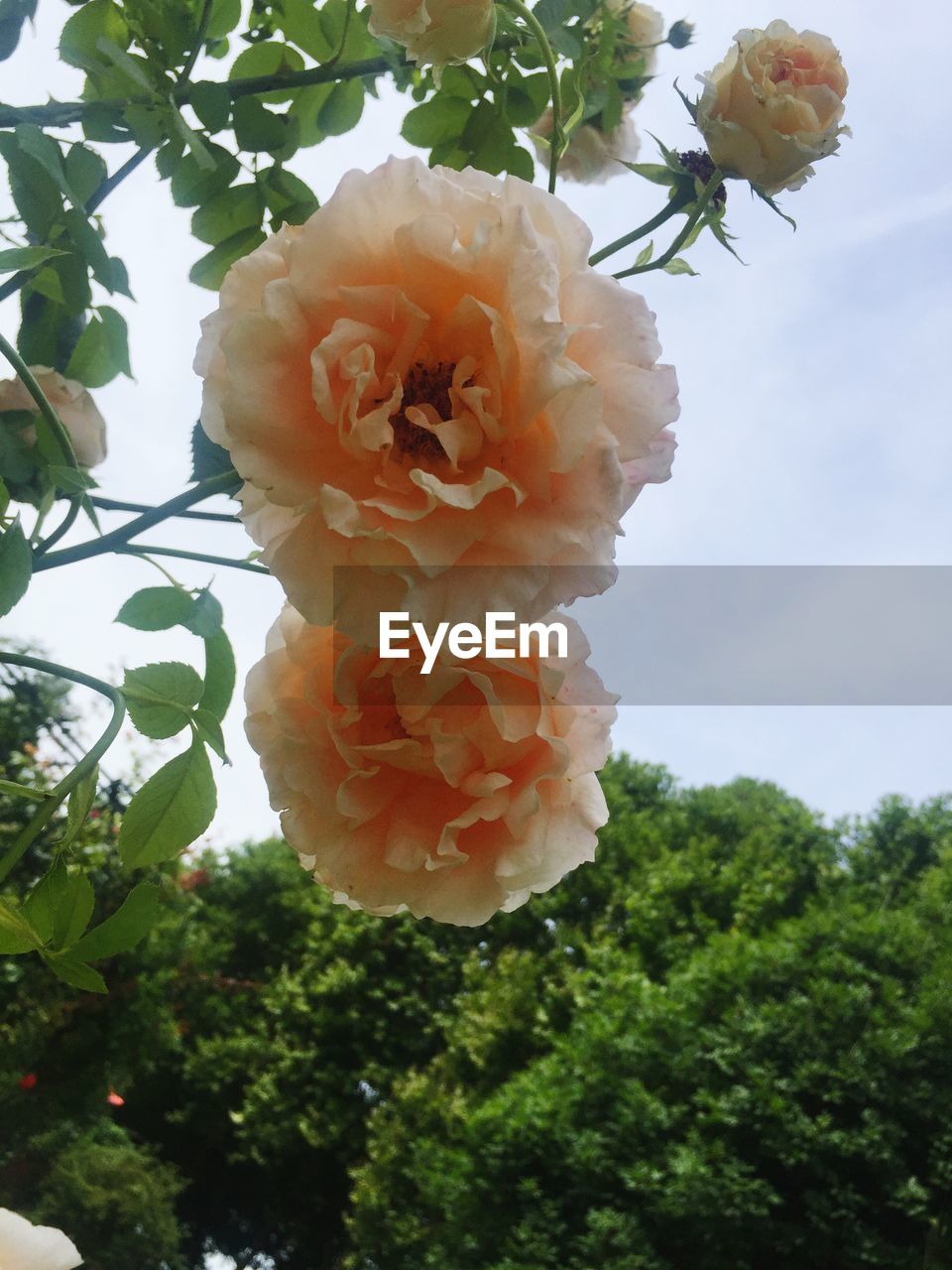 CLOSE-UP OF FLOWER BLOOMING AGAINST TREES