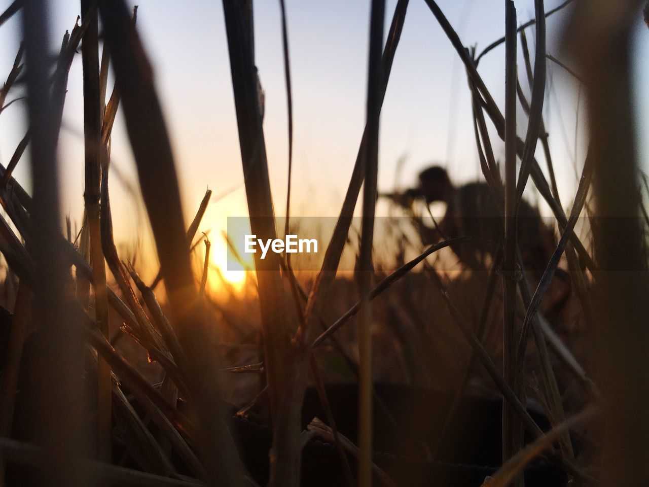 CLOSE-UP OF WHEAT GROWING ON FIELD DURING SUNSET