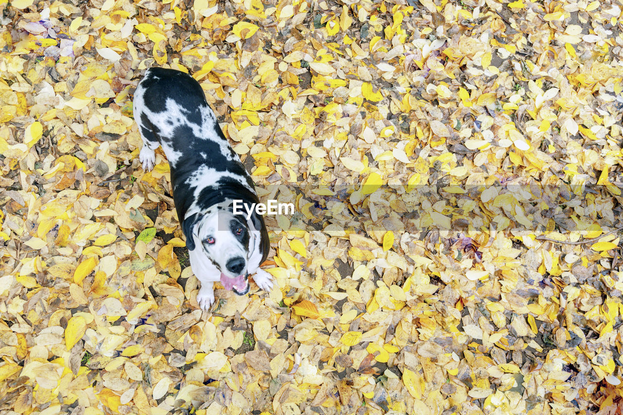 High angle view of dog standing on leaves during autumn