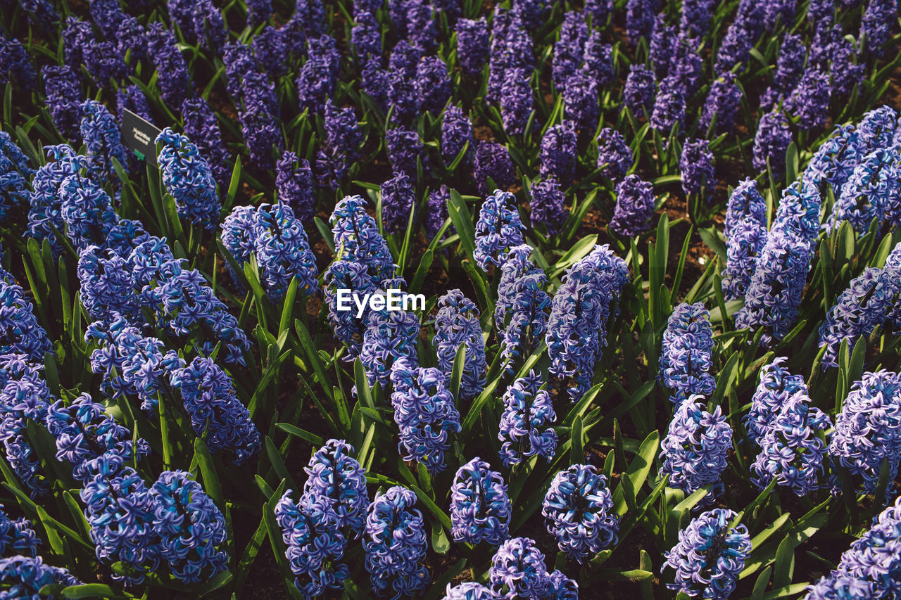 Close-up of purple flowering plants on field