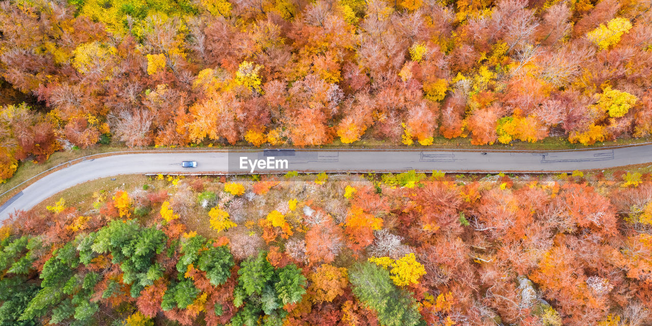 HIGH ANGLE VIEW OF TREES BY PLANTS