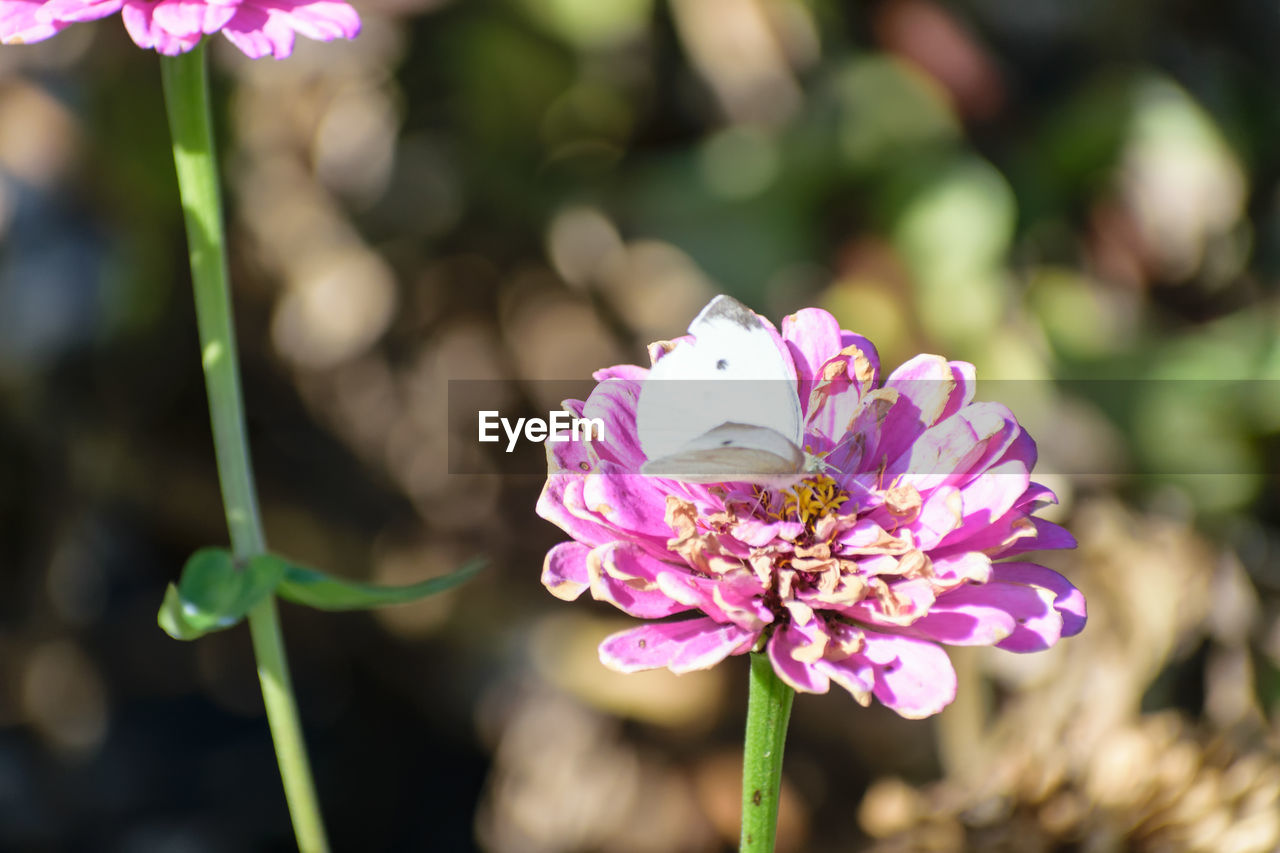 CLOSE-UP OF BEE ON PINK FLOWERS