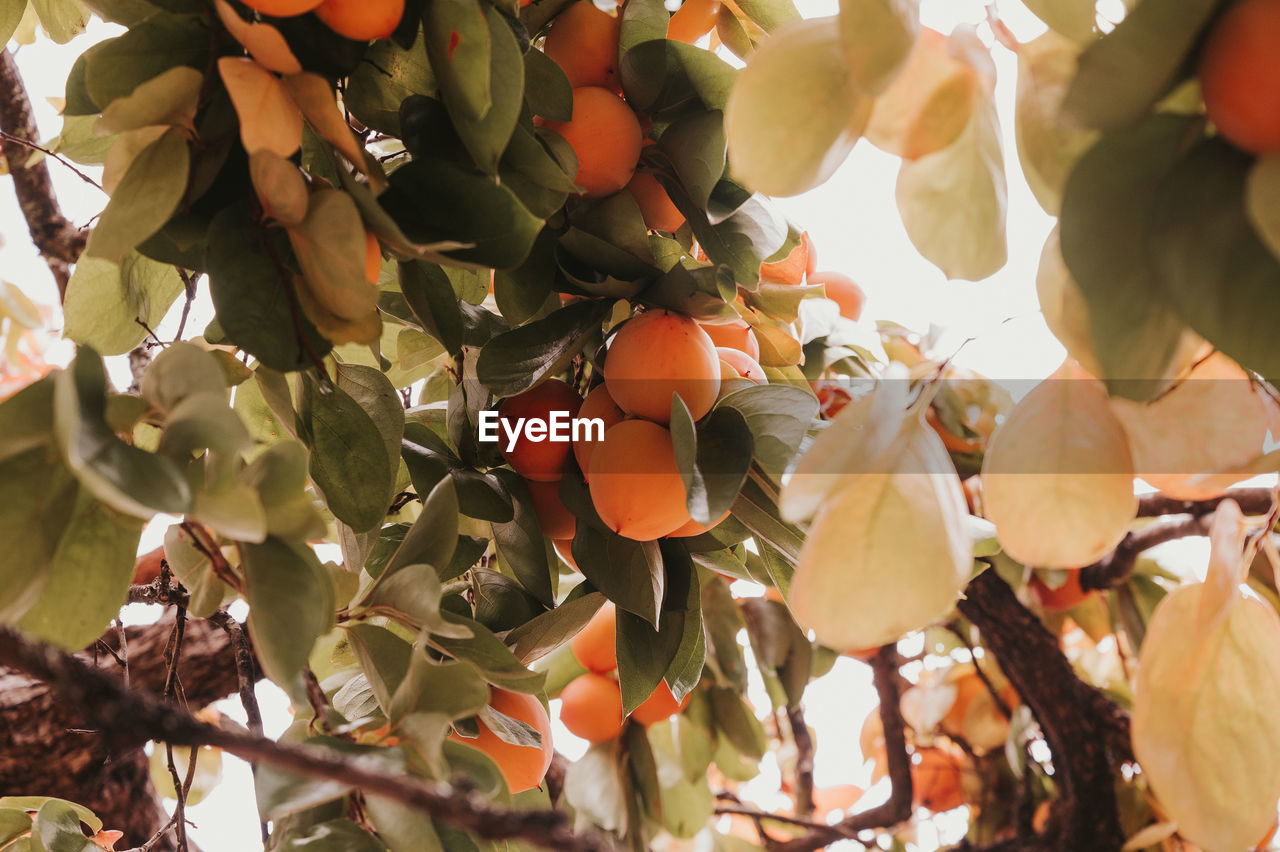 Low angle view of fruits growing on tree