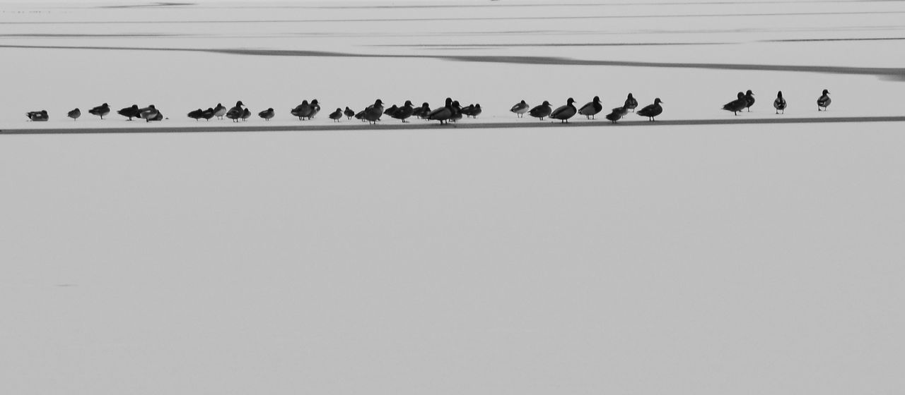 Mallard ducks on frozen lake