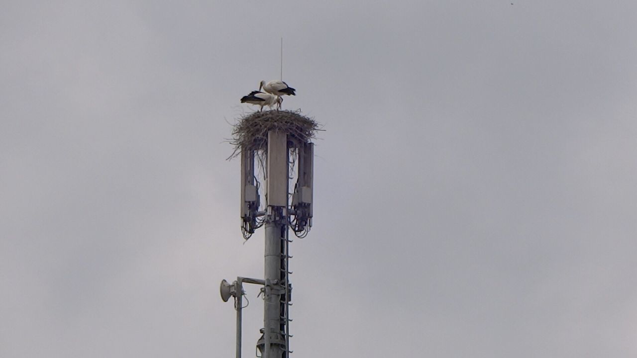 LOW ANGLE VIEW OF BIRD FLYING AGAINST SKY