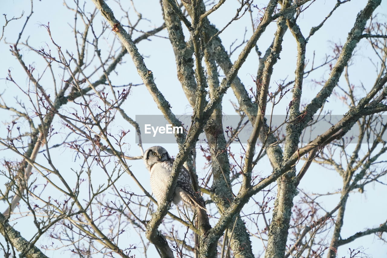 LOW ANGLE VIEW OF BIRD PERCHING ON BARE TREE