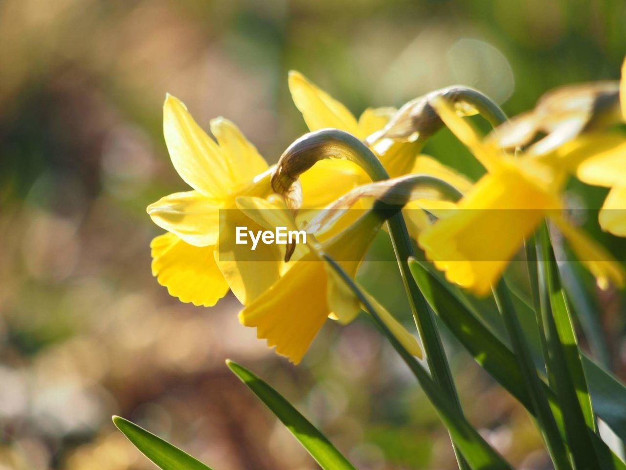 CLOSE-UP OF YELLOW FLOWERS BLOOMING