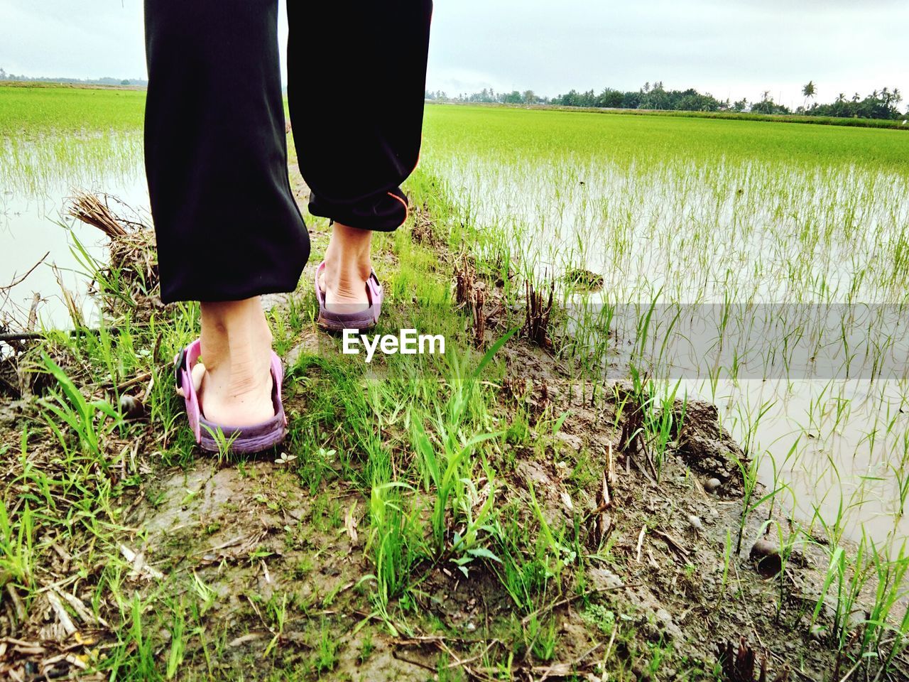 Low section of person walking at rice paddy