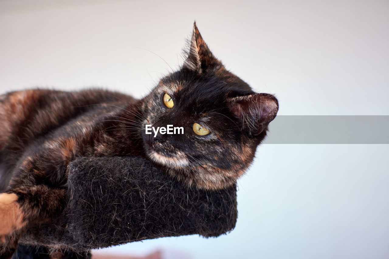 CLOSE-UP OF BLACK CAT LOOKING AWAY