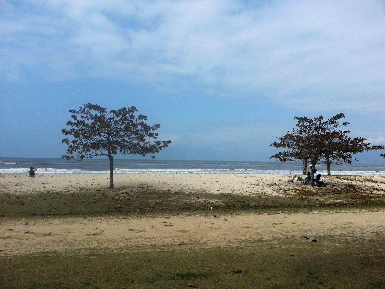 VIEW OF LONE TREE ON CALM BEACH