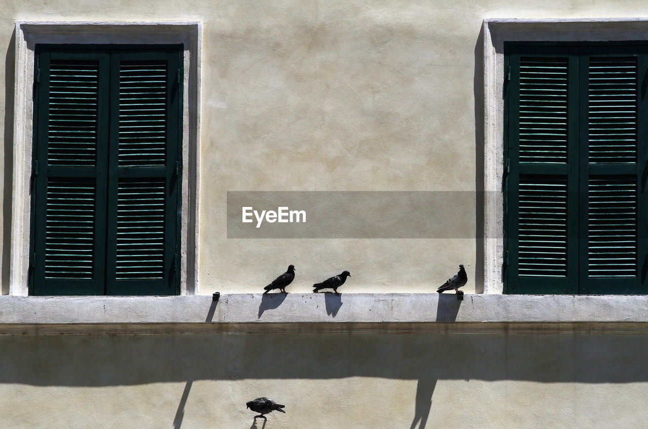 Residential facade. closed green shutters, pigeons on the windowsill