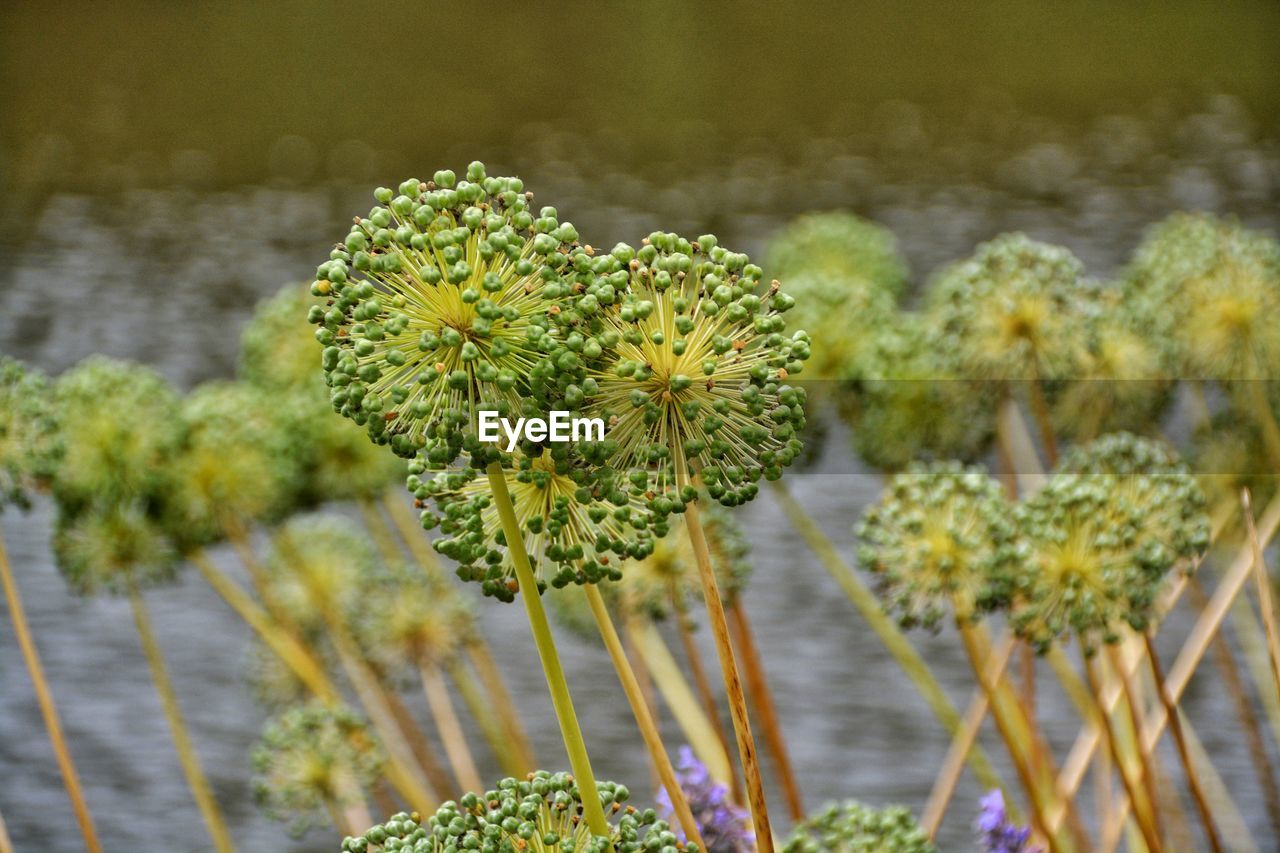 Close-up of yellow flowering plant