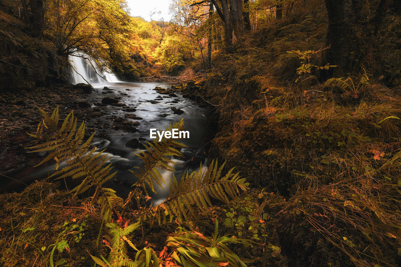 Stream flowing through forest