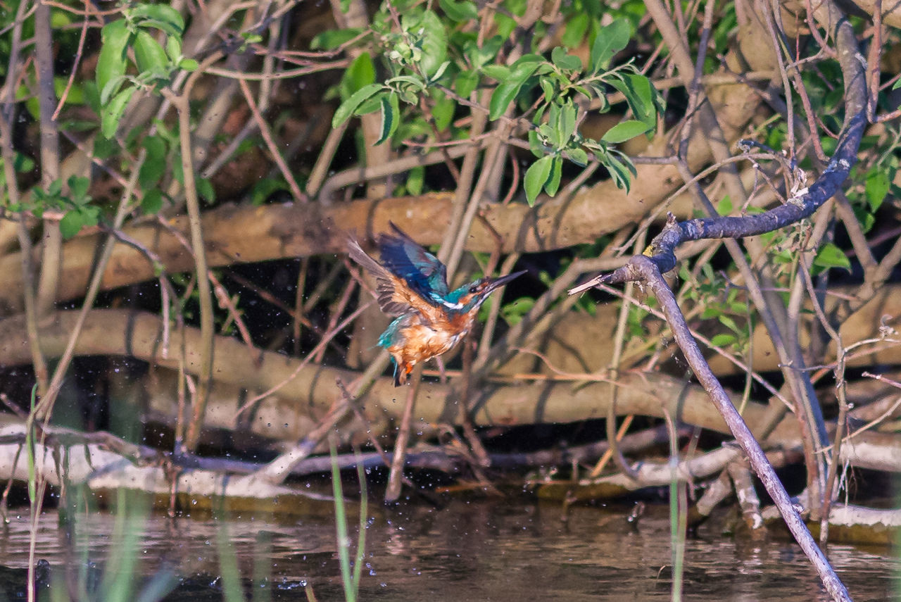 BIRD BY WATER