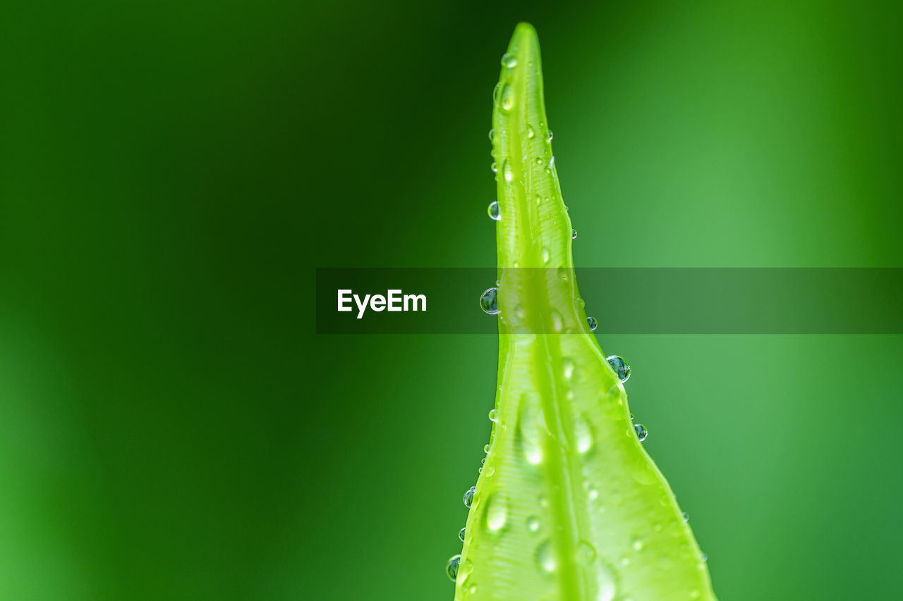 Water drop on fern leaf and green background