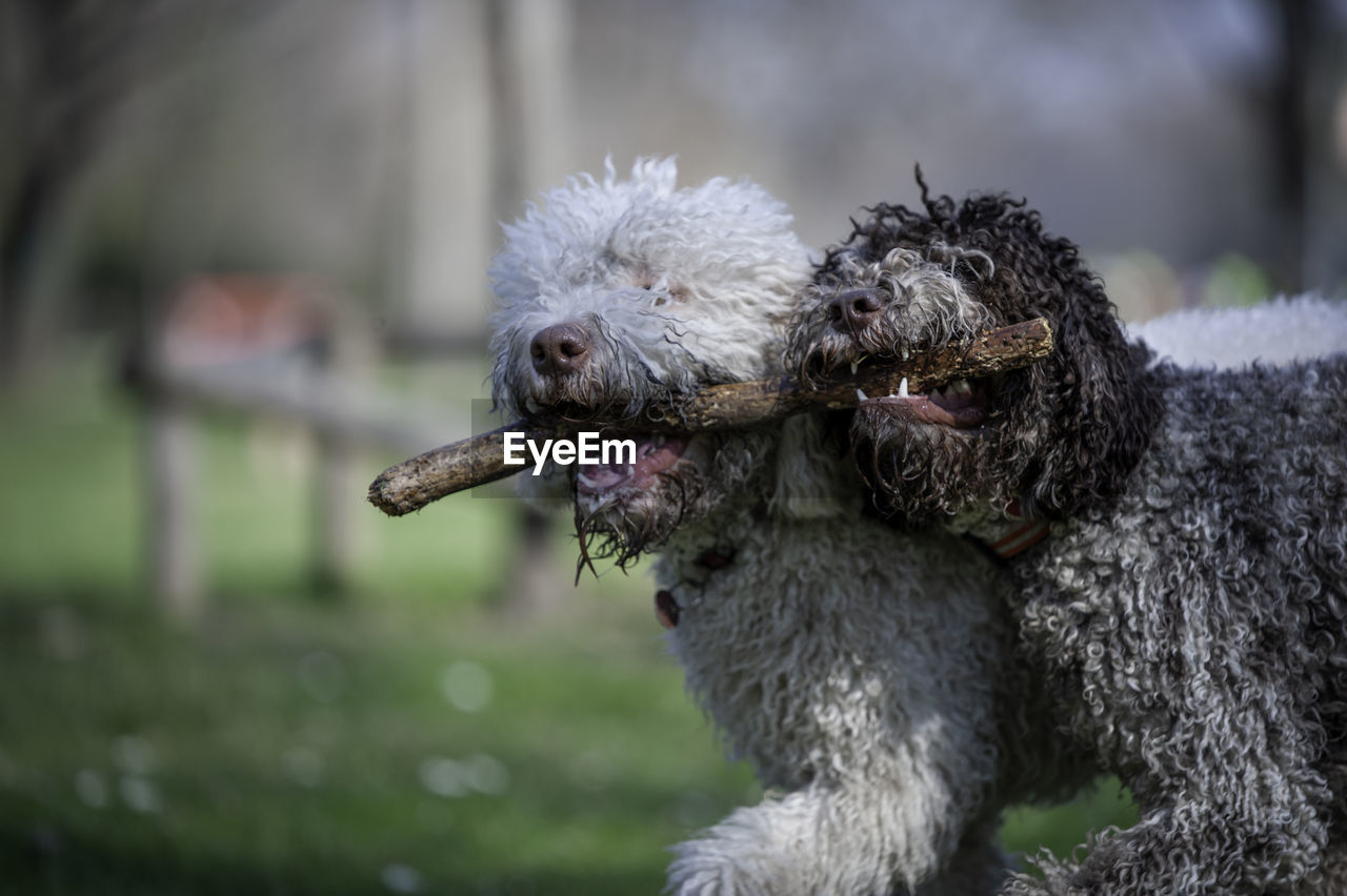 CLOSE-UP OF TWO DOGS OUTDOORS