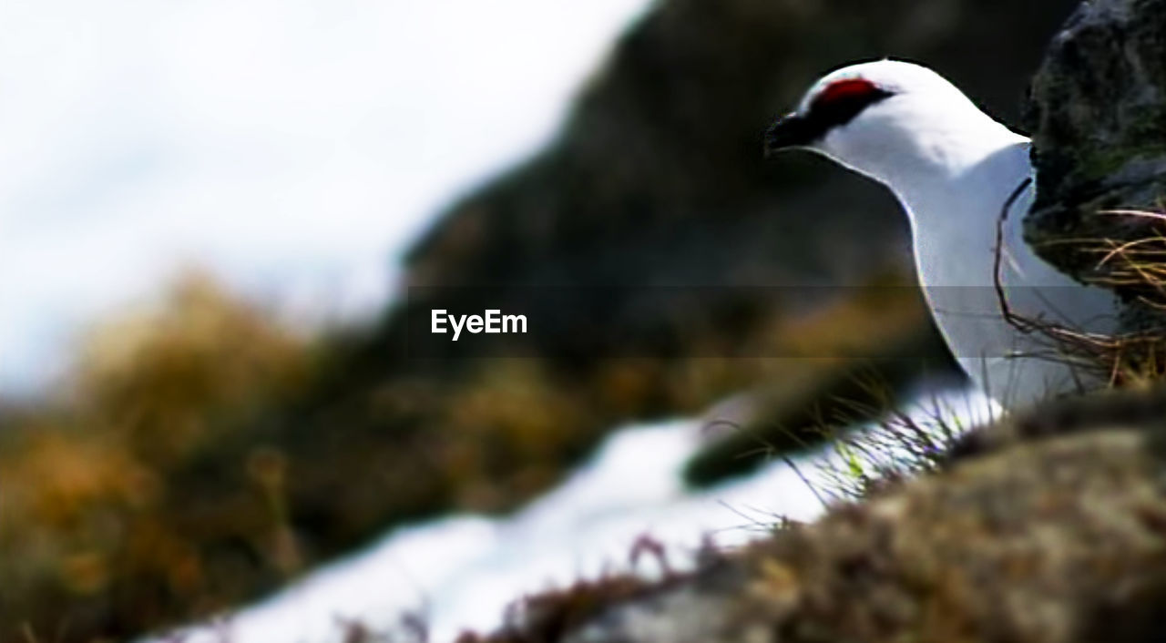 CLOSE-UP OF A DUCK