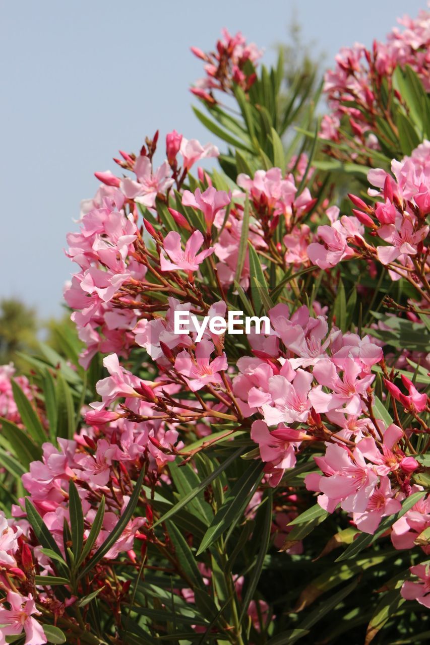 Close-up of pink flowers blooming outdoors