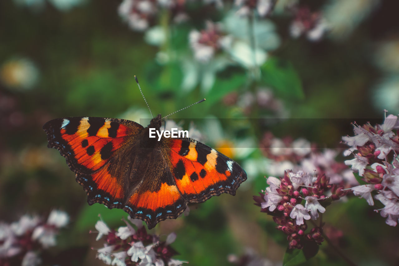 CLOSE-UP OF BUTTERFLY POLLINATING ON PINK FLOWER