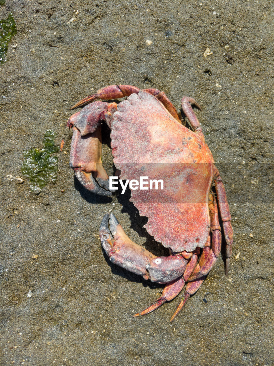 HIGH ANGLE VIEW OF CRAB ON SHORE