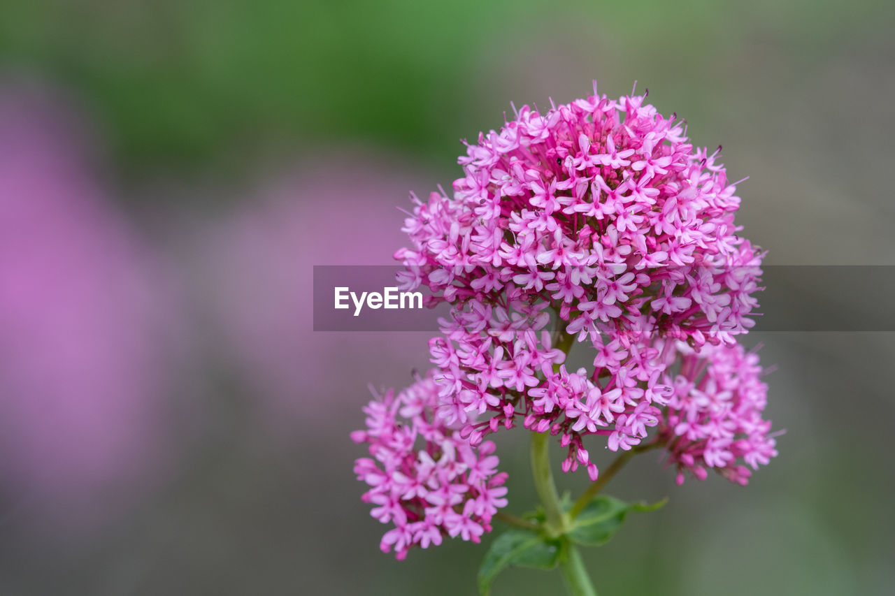 Close up of a red valerian plant in bloom