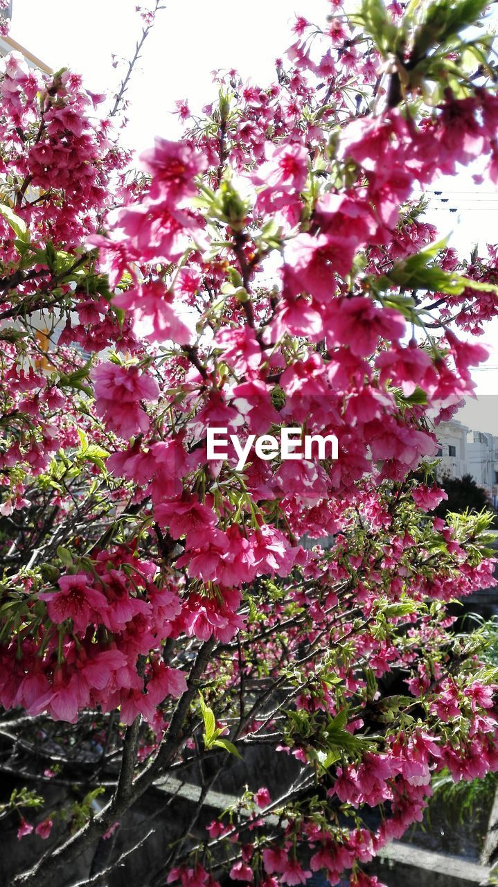 CLOSE-UP OF PINK FLOWER TREE