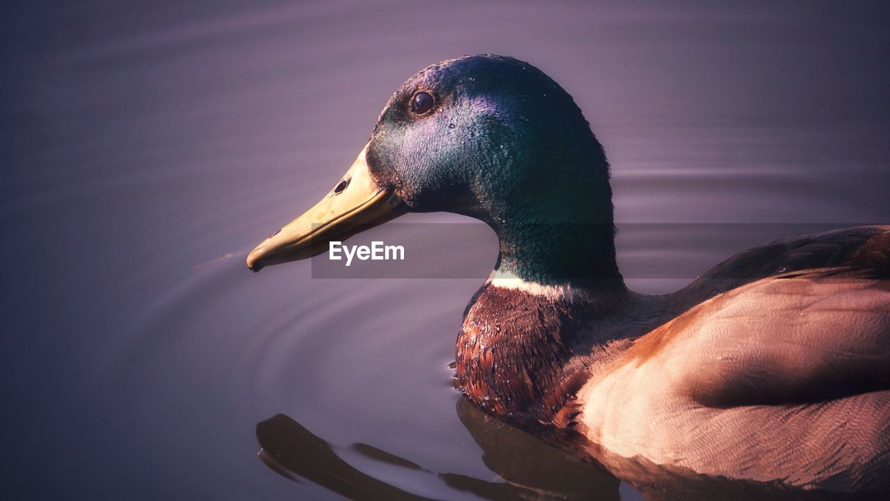 SIDE VIEW OF A DUCK IN LAKE