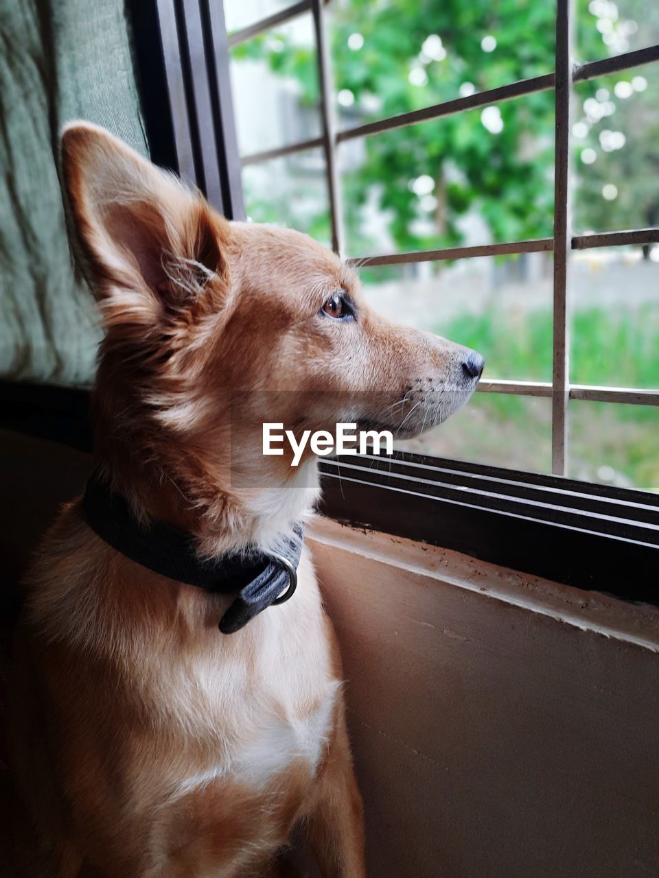 Close-up of dog looking away