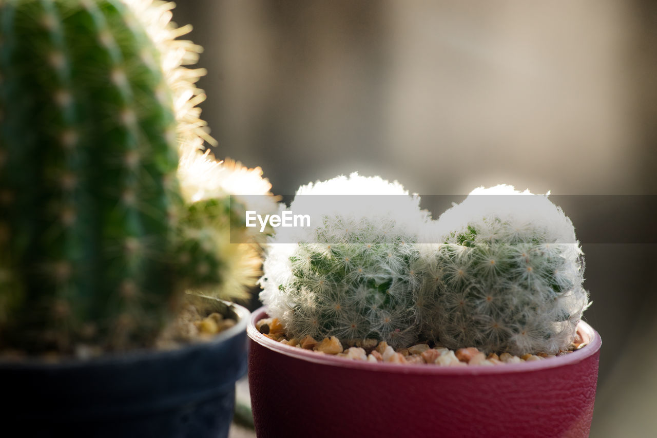 CLOSE-UP OF POTTED PLANT