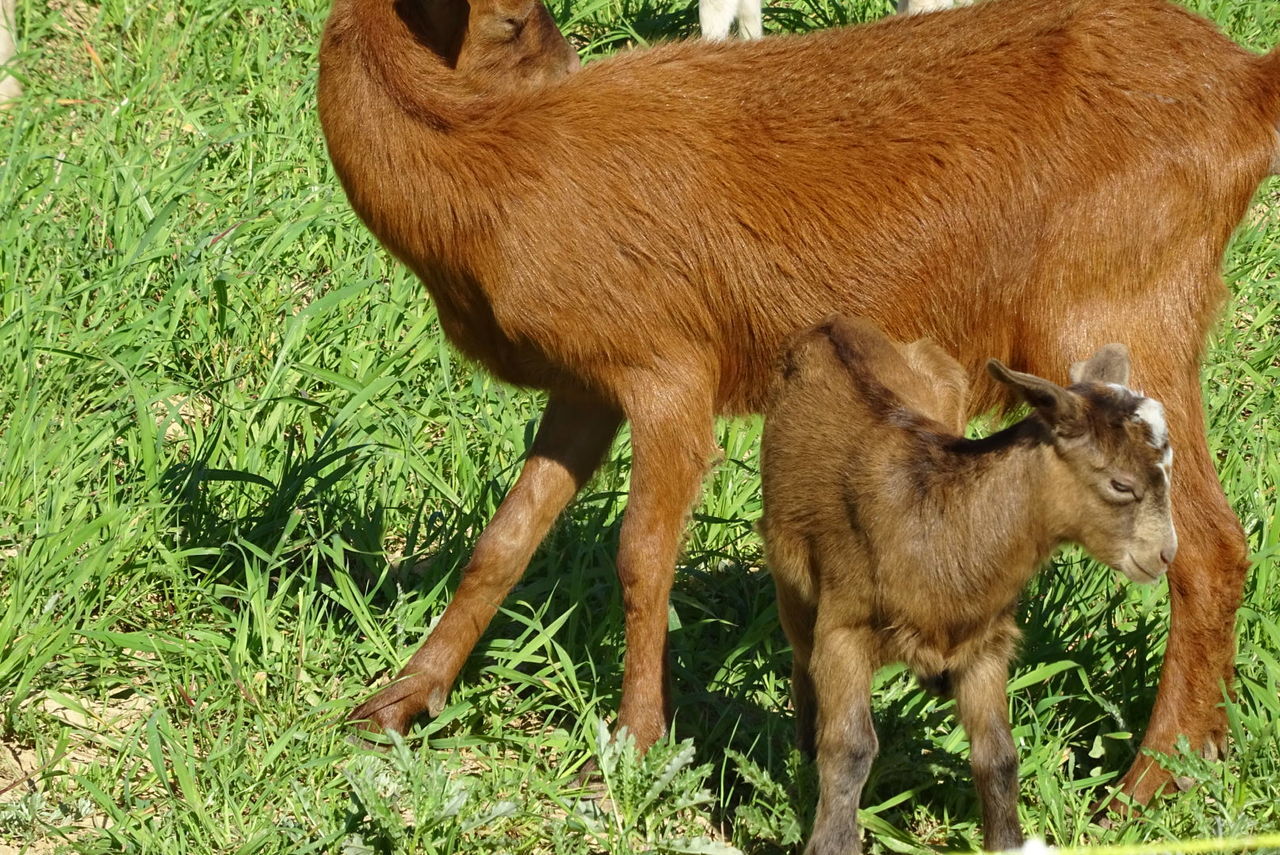 BROWN HORSE ON FIELD