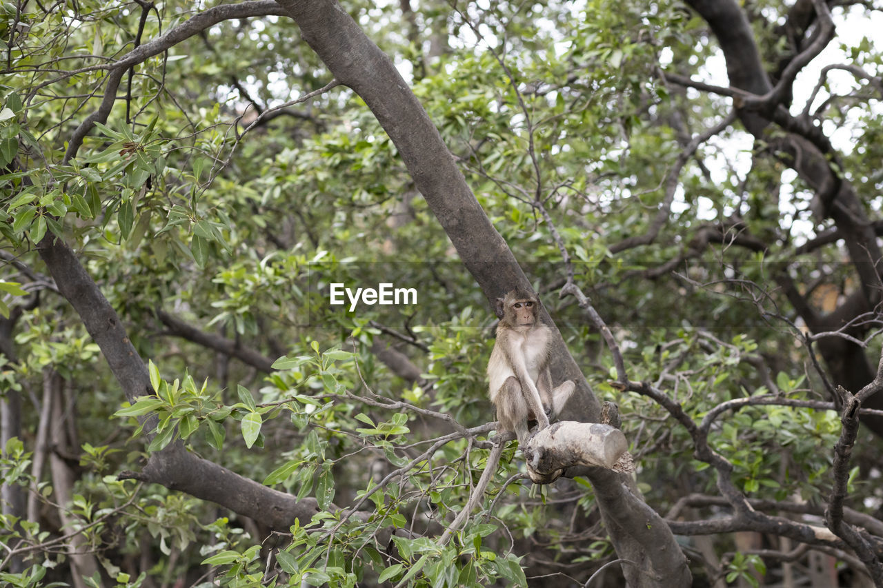 MONKEY ON TREE BRANCH