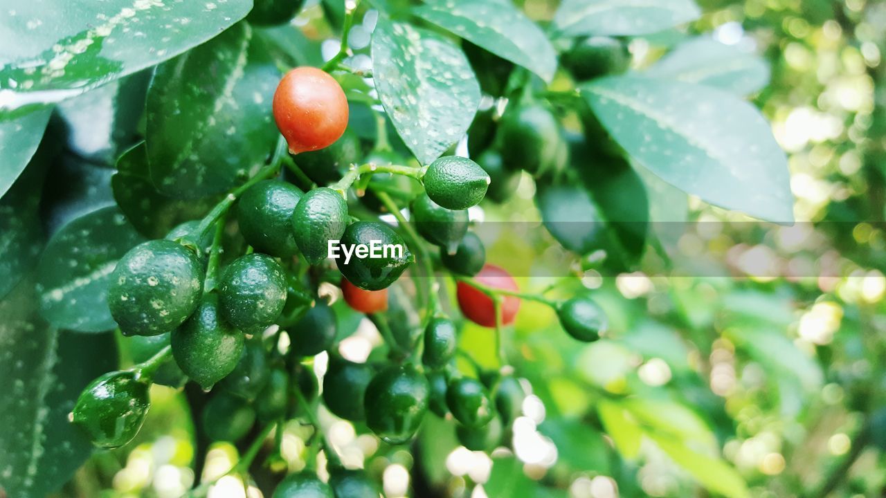 Close-up of unripe rowanberries growing on tree