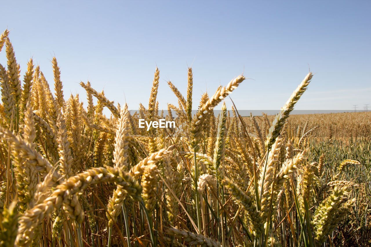 Close-up of wheat growing on field against sky