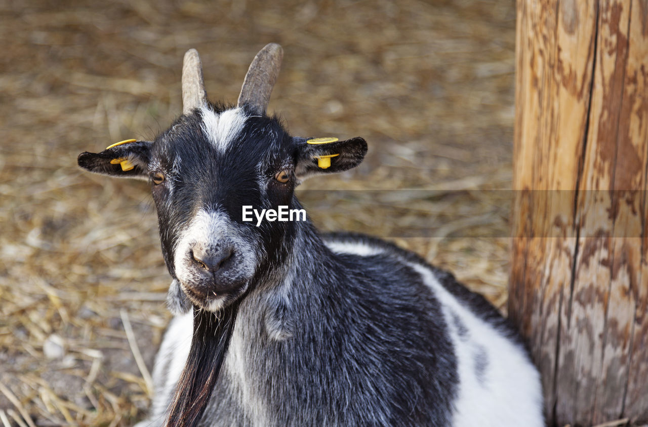 A black and white goat sitting down