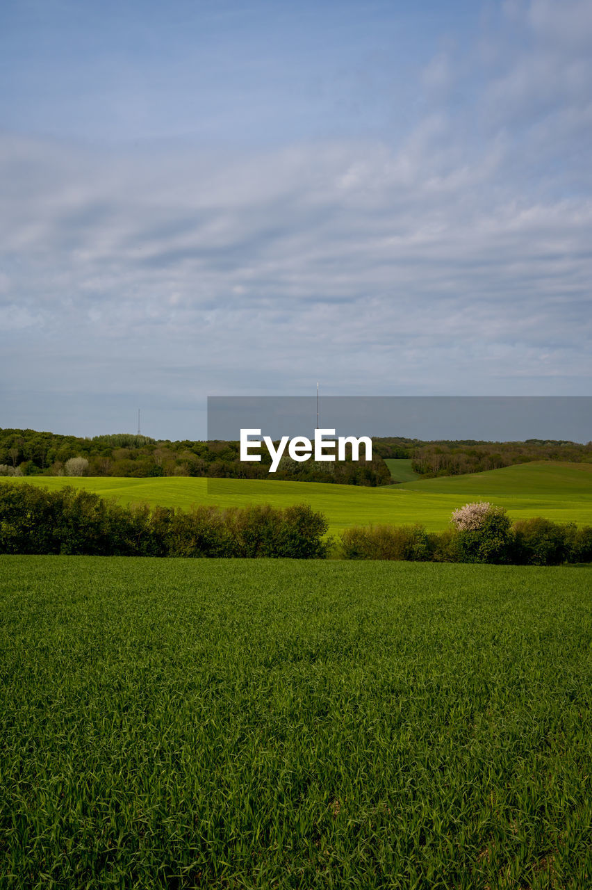 Scenic view of agricultural field against sky