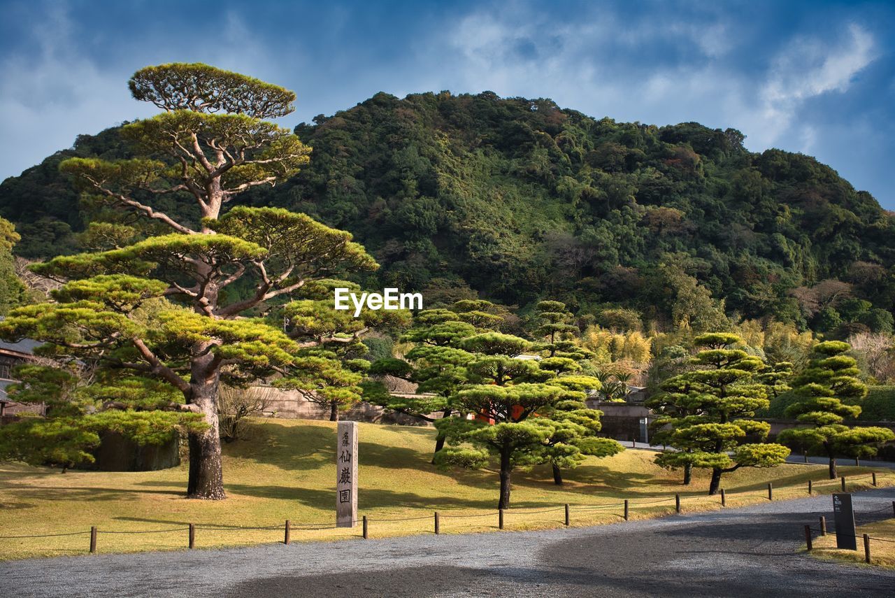 Trees by road against sky