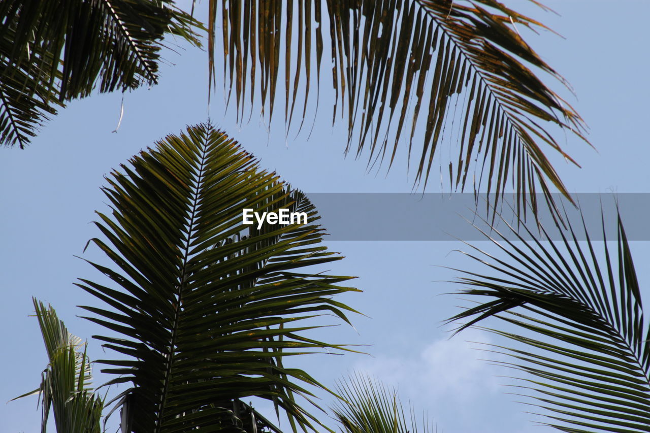 Low angle view of palm trees against sky